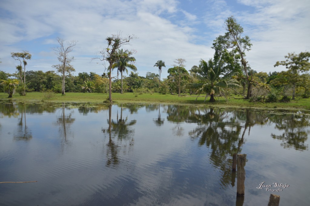 Foto: Refugio de Vida Silvestre - Caño Negro (Alajuela), Costa Rica