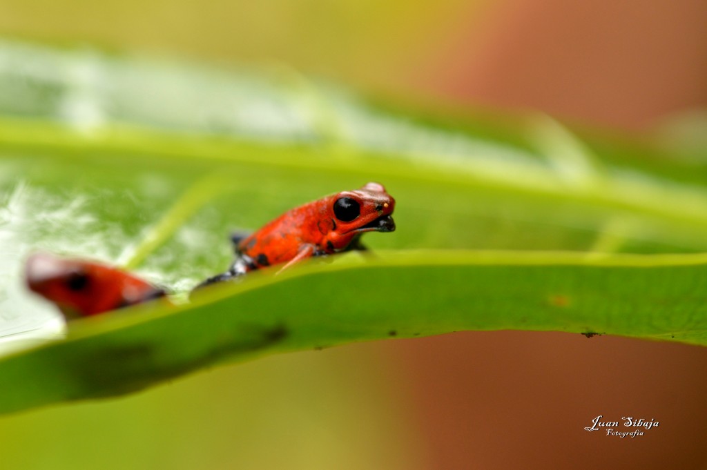 Foto: Refugio de Vida Silvestre - Caño Negro (Alajuela), Costa Rica