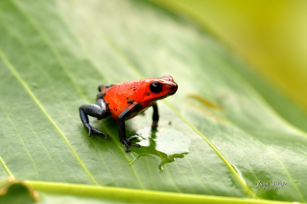 Foto: Refugio de Vida Silvestre - Caño Negro (Alajuela), Costa Rica