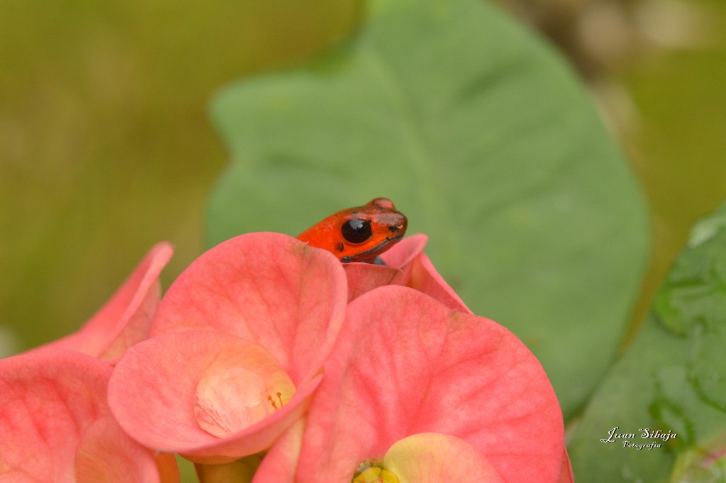 Foto: Refugio de Vida Silvestre - Caño Negro (Alajuela), Costa Rica