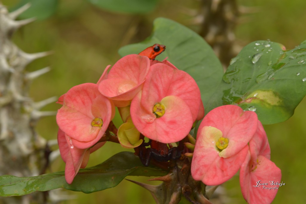 Foto: Refugio de Vida Silvestre - Caño Negro (Alajuela), Costa Rica