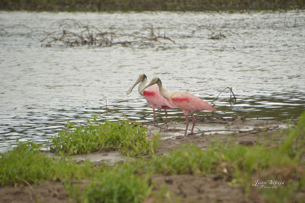 Foto: Refugio de Vida Silvestre - Caño Negro (Alajuela), Costa Rica