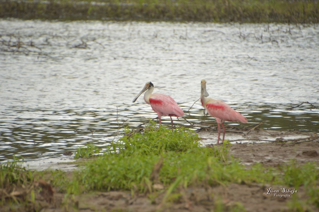 Foto: Refugio de Vida Silvestre - Caño Negro (Alajuela), Costa Rica