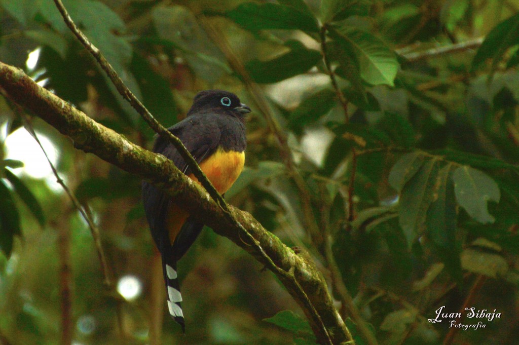 Foto: Refugio de Vida Silvestre - Caño Negro (Alajuela), Costa Rica