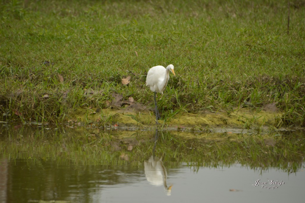 Foto: Refugio de Vida Silvestre - Caño Negro (Alajuela), Costa Rica