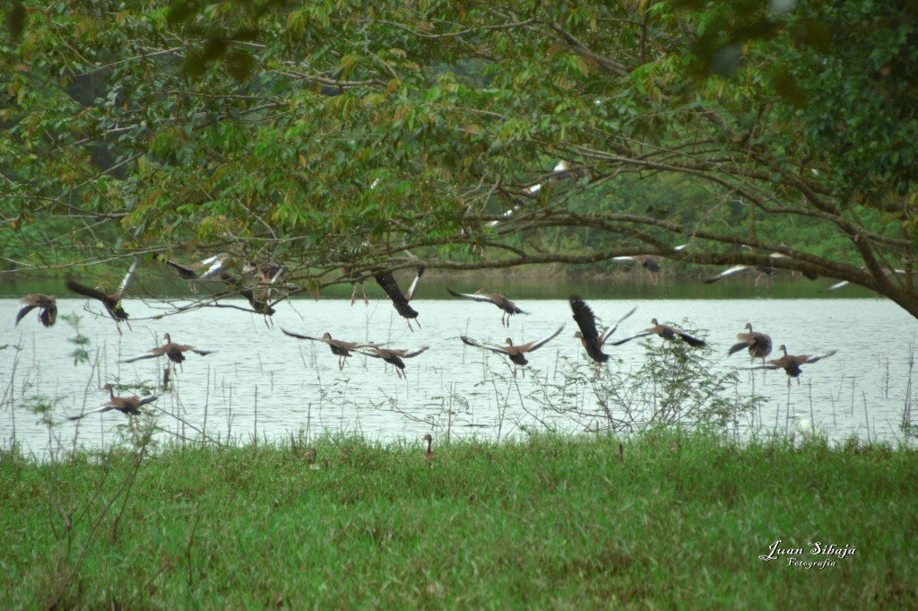 Foto: Refugio de Vida Silvestre - Caño Negro (Alajuela), Costa Rica