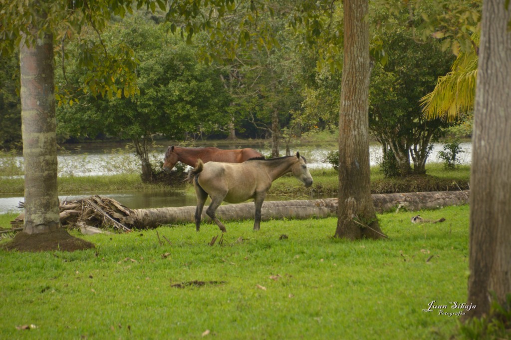 Foto: Refugio de Vida Silvestre - Caño Negro (Alajuela), Costa Rica