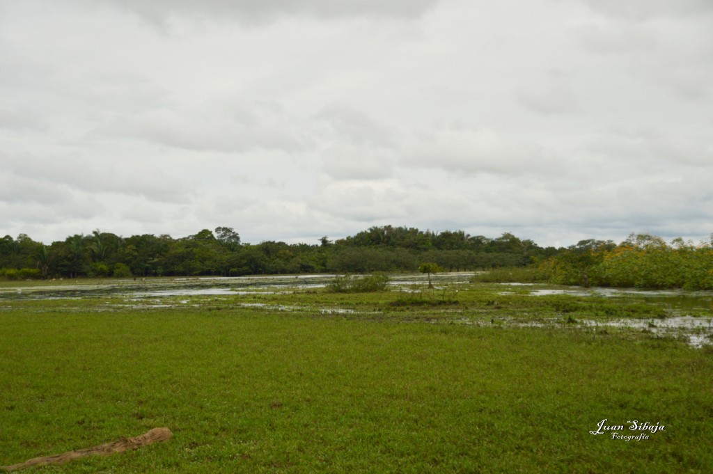 Foto: Refugio de Vida Silvestre - Caño Negro (Alajuela), Costa Rica