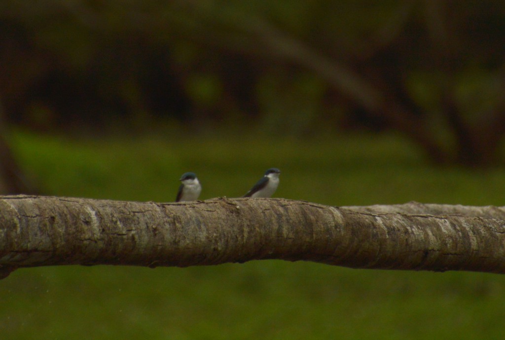 Foto: Refugio de Vida Silvestre - Caño Negro (Alajuela), Costa Rica