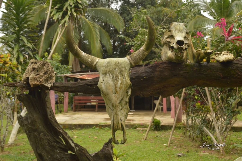 Foto: Refugio de Vida Silvestre - Caño Negro (Alajuela), Costa Rica