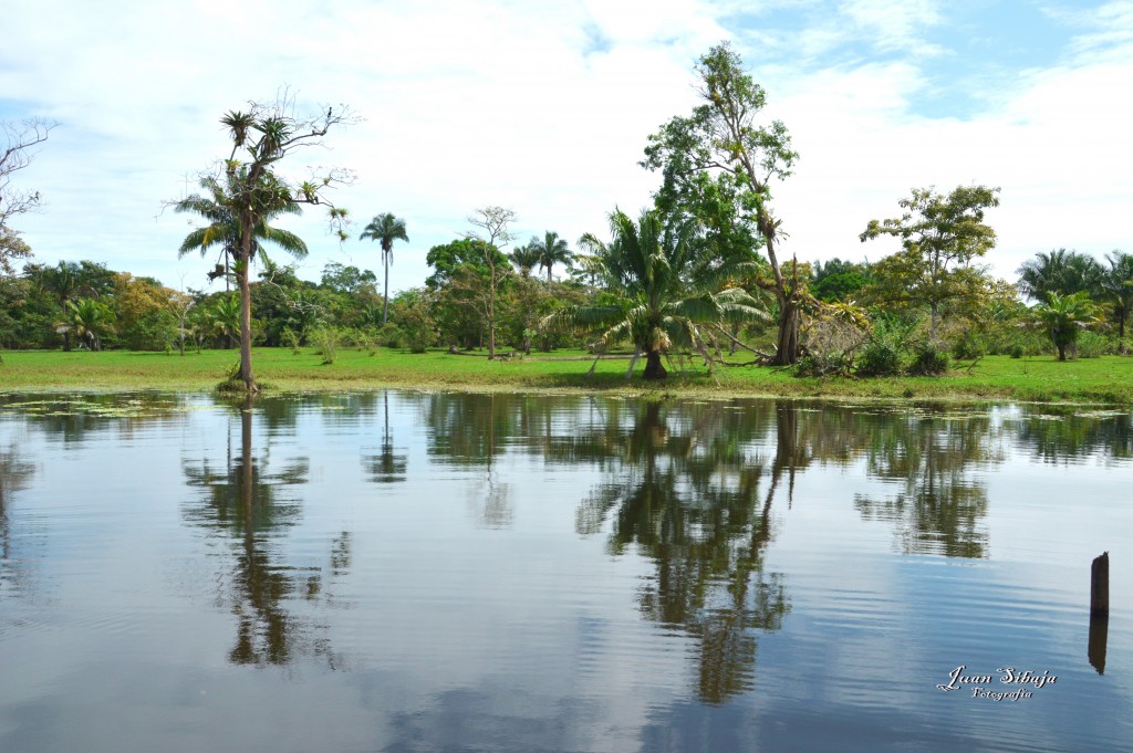 Foto: Refugio de Vida Silvestre - Caño Negro (Alajuela), Costa Rica