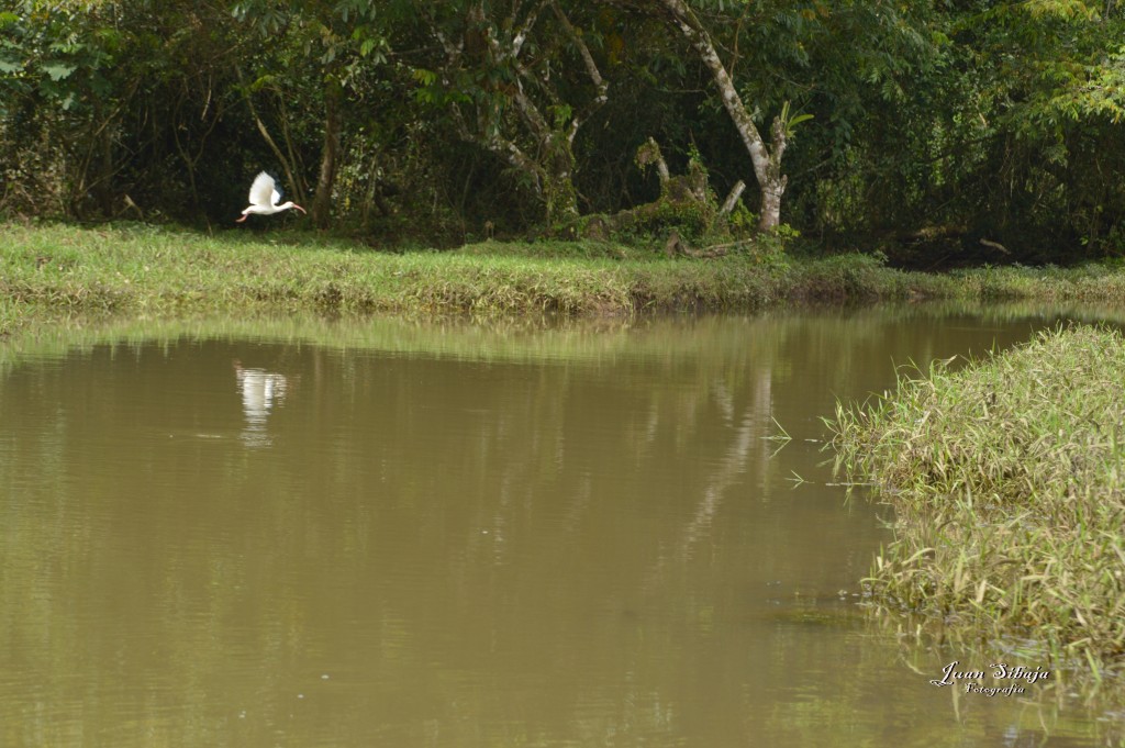 Foto: Refugio de Vida Silvestre - Caño Negro (Alajuela), Costa Rica