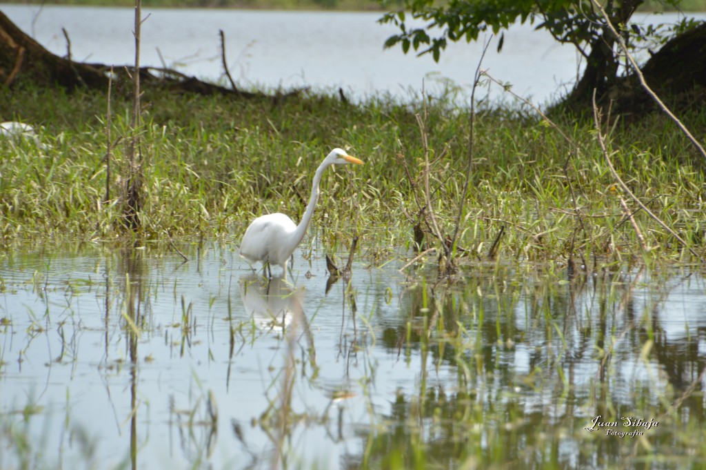 Foto: Refugio de Vida Silvestre - Caño Negro (Alajuela), Costa Rica