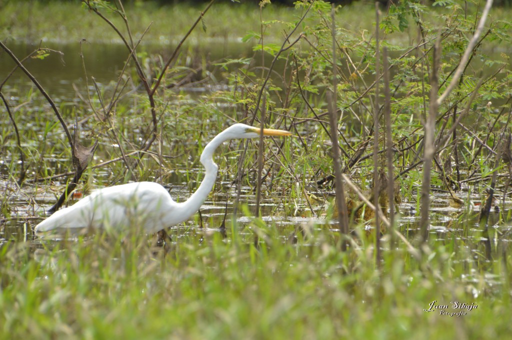 Foto: Refugio de Vida Silvestre - Caño Negro (Alajuela), Costa Rica