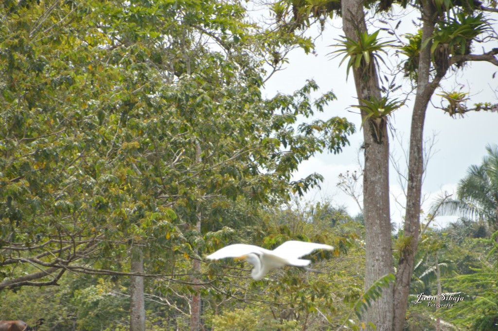 Foto: Refugio de Vida Silvestre - Caño Negro (Alajuela), Costa Rica