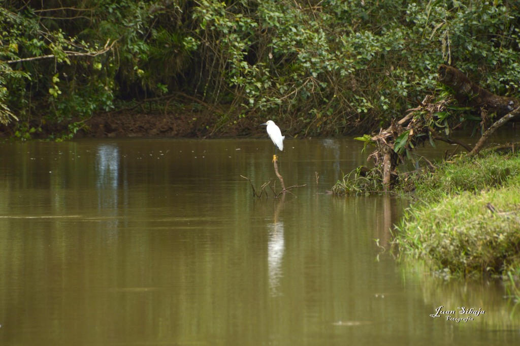 Foto: Refugio de Vida Silvestre - Caño Negro (Alajuela), Costa Rica