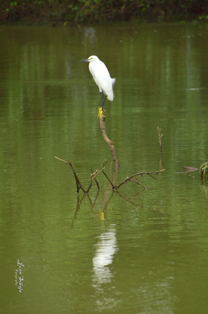 Foto: Refugio de Vida Silvestre - Caño Negro (Alajuela), Costa Rica