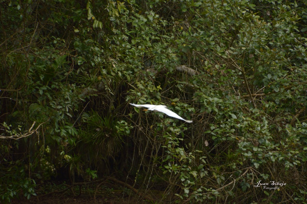 Foto de Alajuela, Costa Rica