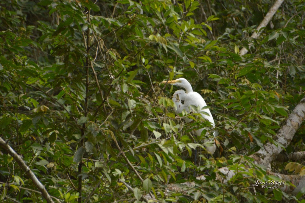 Foto: Refugio de Vida Silvestre - Caño Negro (Alajuela), Costa Rica