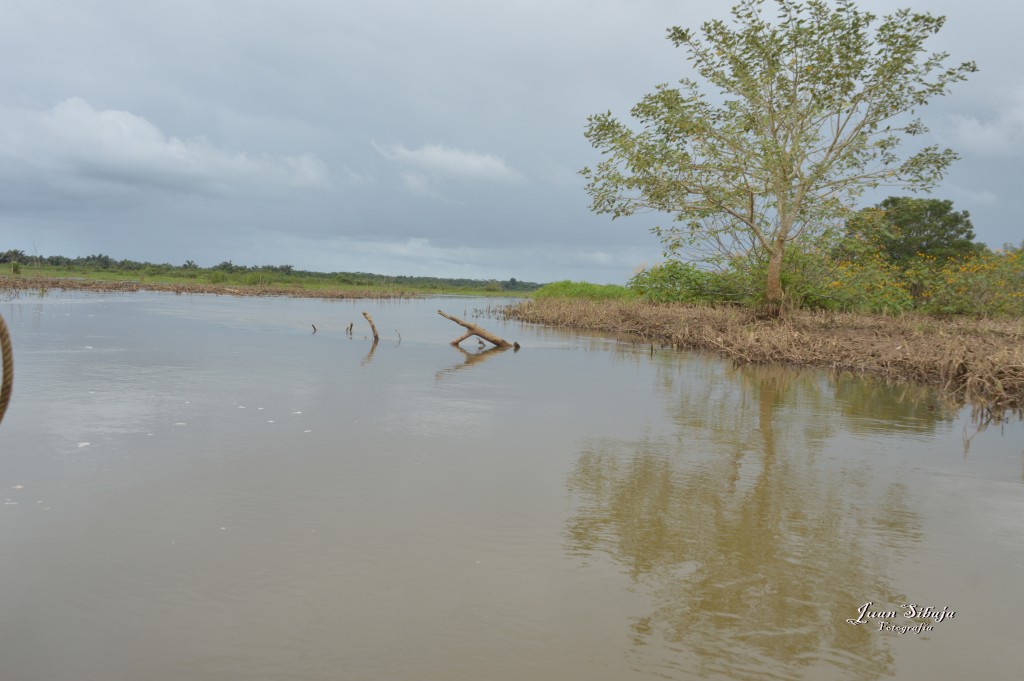 Foto: Refugio de Vida Silvestre - Caño Negro (Alajuela), Costa Rica