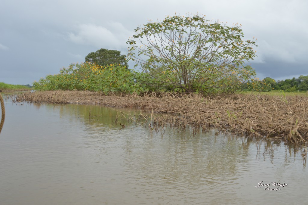 Foto: Refugio de Vida Silvestre - Caño Negro (Alajuela), Costa Rica