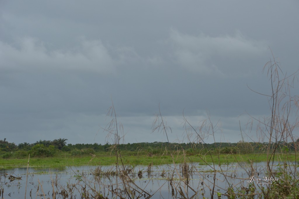 Foto: Refugio de Vida Silvestre - Caño Negro (Alajuela), Costa Rica