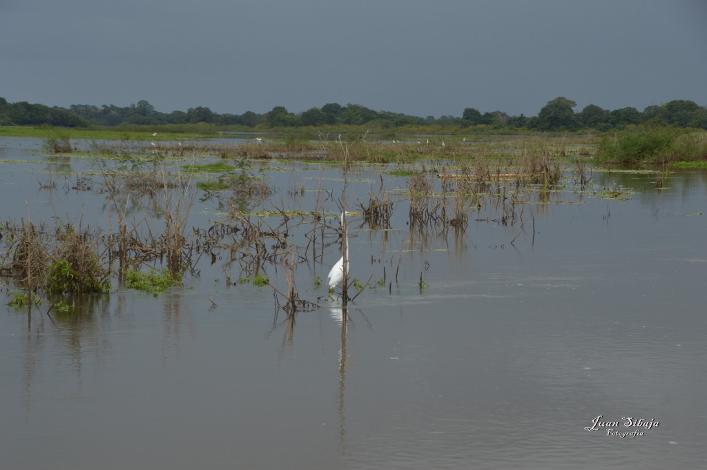 Foto: Refugio de Vida Silvestre - Caño Negro (Alajuela), Costa Rica