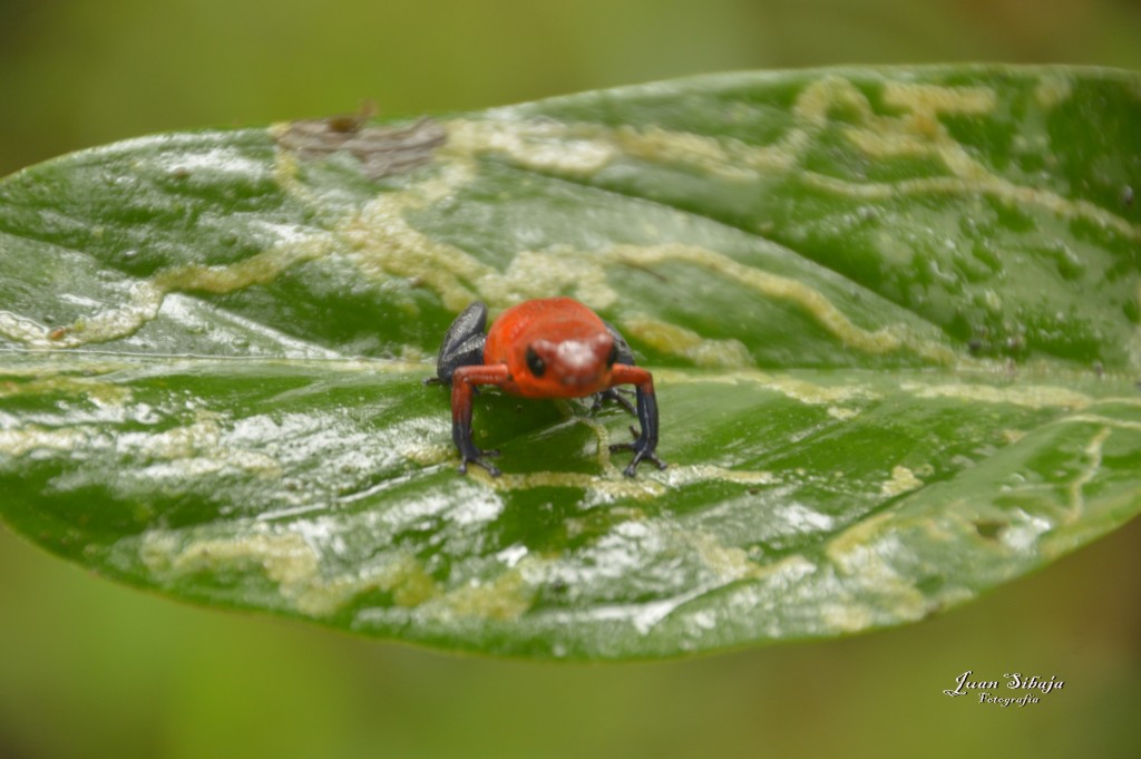 Foto: Refugio de Vida Silvestre - Caño Negro (Alajuela), Costa Rica