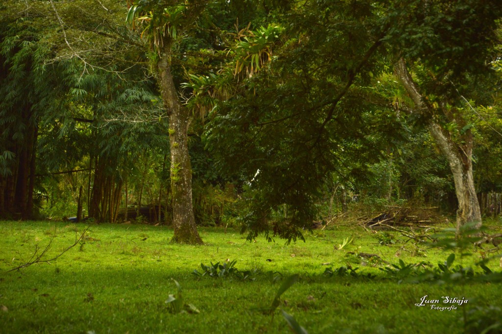 Foto: Refugio de Vida Silvestre - Caño Negro (Alajuela), Costa Rica