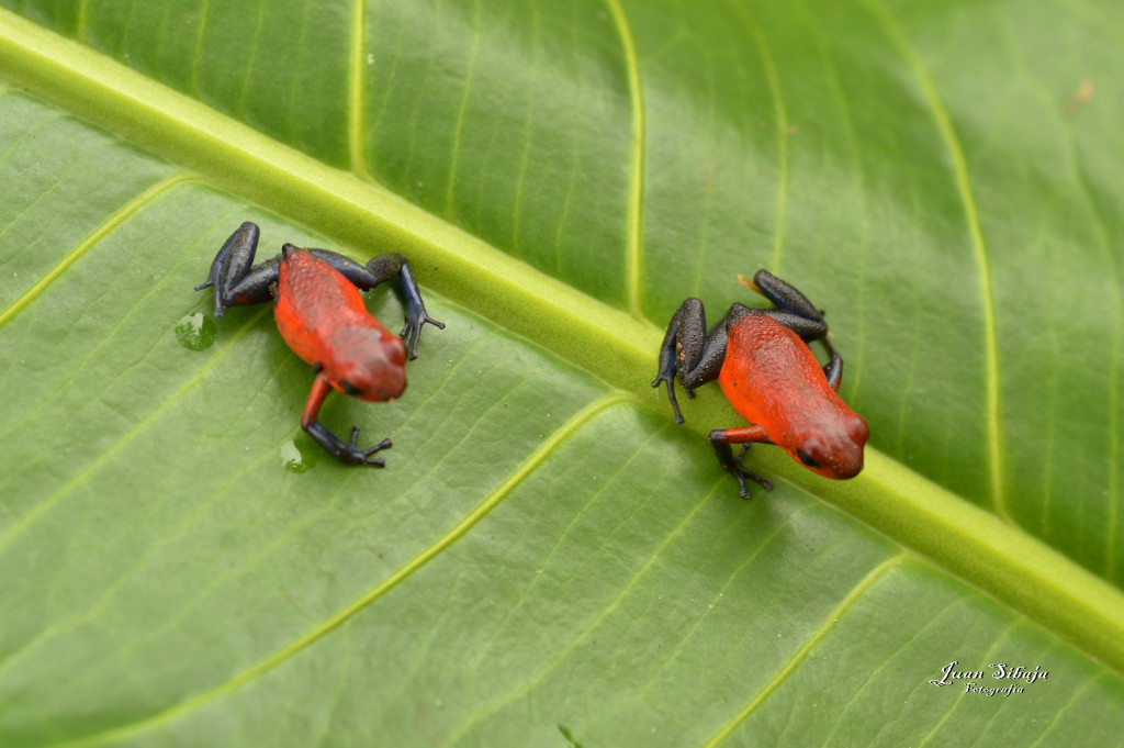 Foto: Refugio de Vida Silvestre - Caño Negro (Alajuela), Costa Rica