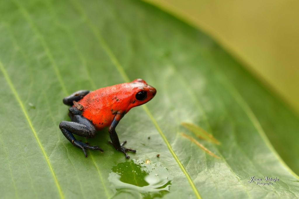 Foto: Refugio de Vida Silvestre - Caño Negro (Alajuela), Costa Rica