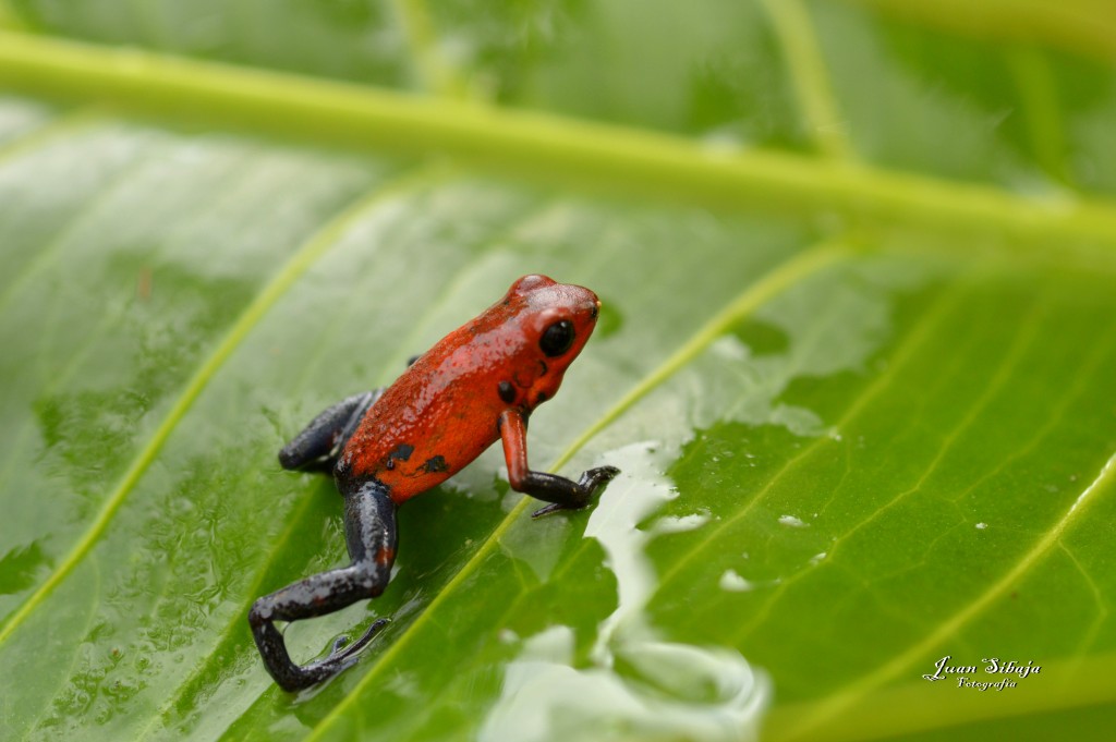 Foto: Refugio de Vida Silvestre - Caño Negro (Alajuela), Costa Rica