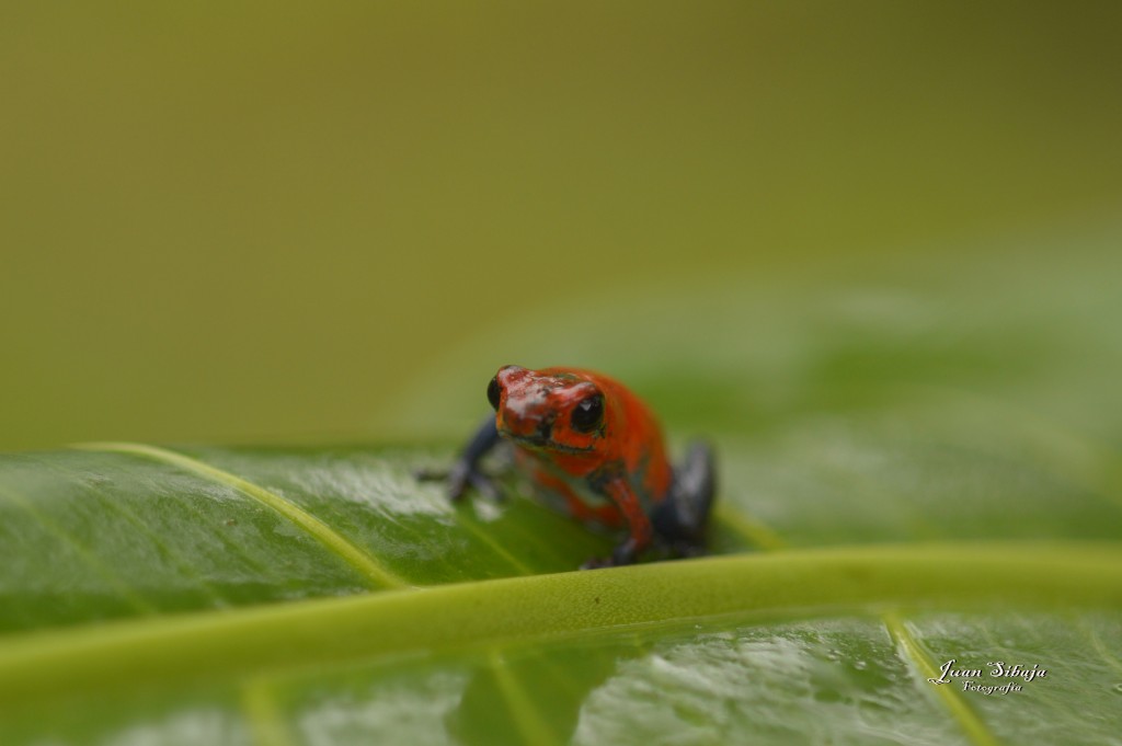 Foto: Refugio de Vida Silvestre - Caño Negro (Alajuela), Costa Rica