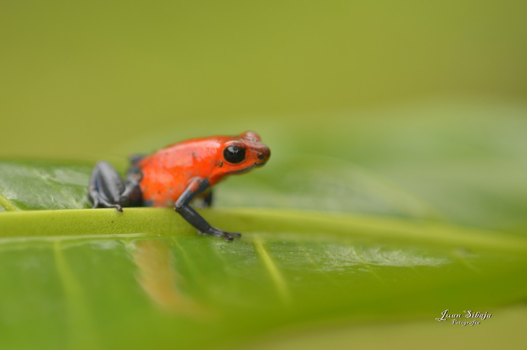 Foto: Refugio de Vida Silvestre - Caño Negro (Alajuela), Costa Rica