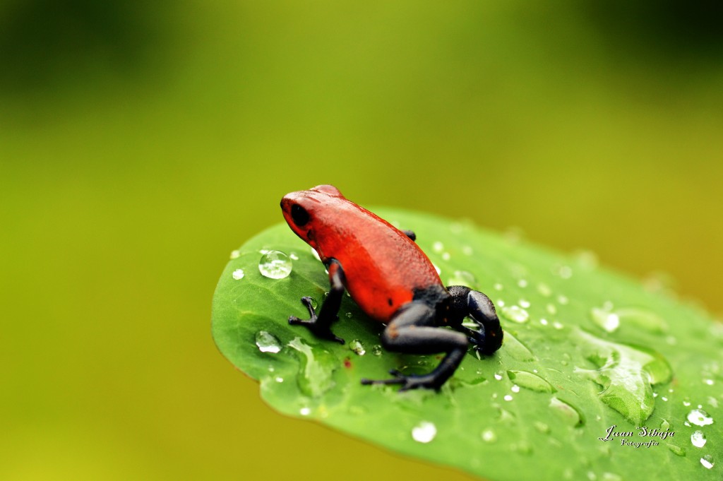 Foto: Refugio de Vida Silvestre - Caño Negro (Alajuela), Costa Rica