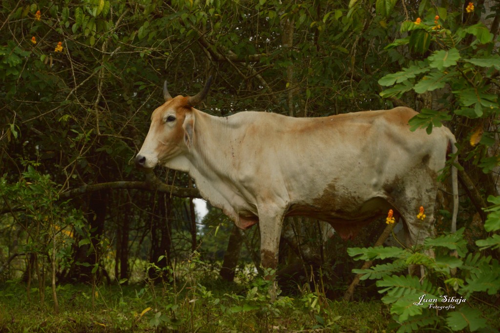 Foto: Refugio de Vida Silvestre - Caño Negro (Alajuela), Costa Rica