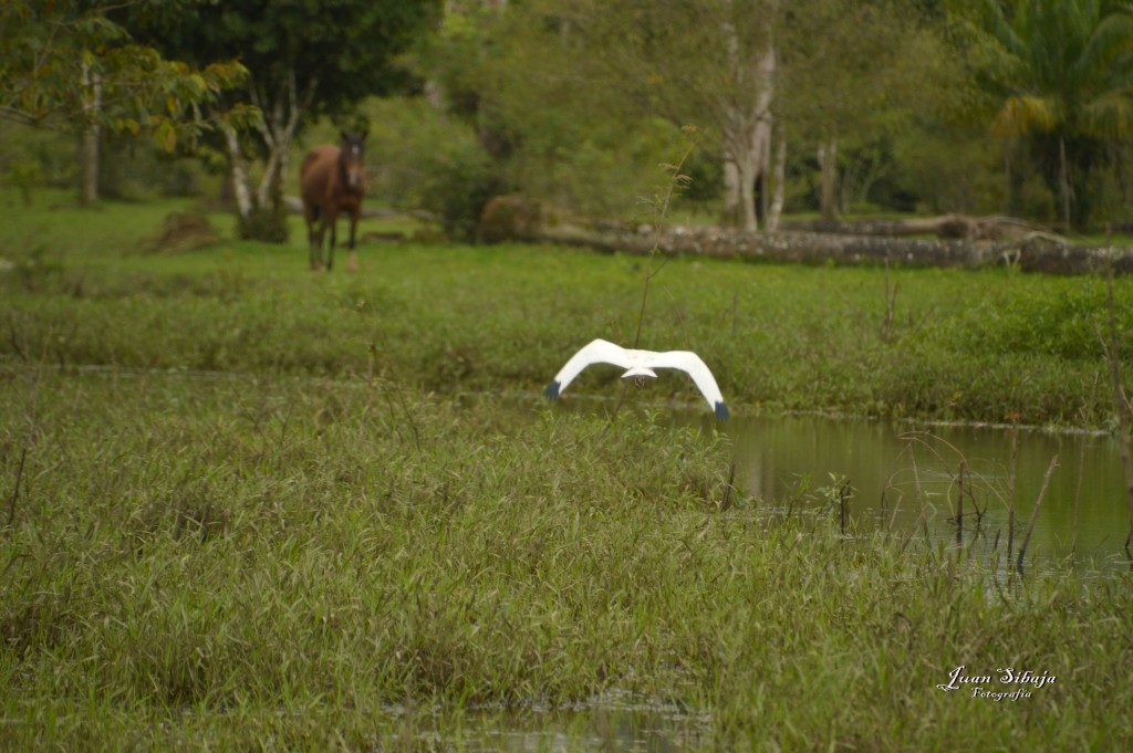 Foto: Refugio de Vida Silvestre - Caño Negro (Alajuela), Costa Rica