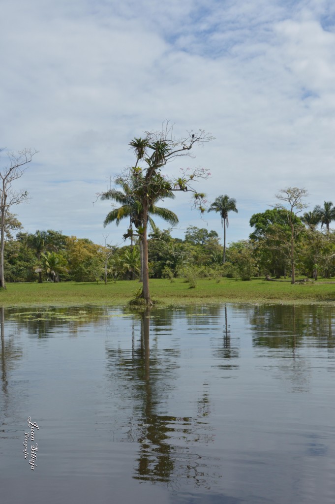 Foto: Refugio de Vida Silvestre - Caño Negro (Alajuela), Costa Rica