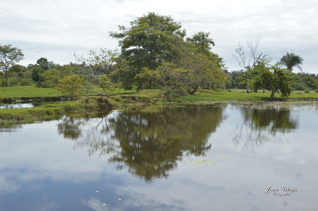 Foto: Refugio de Vida Silvestre - Caño Negro (Alajuela), Costa Rica