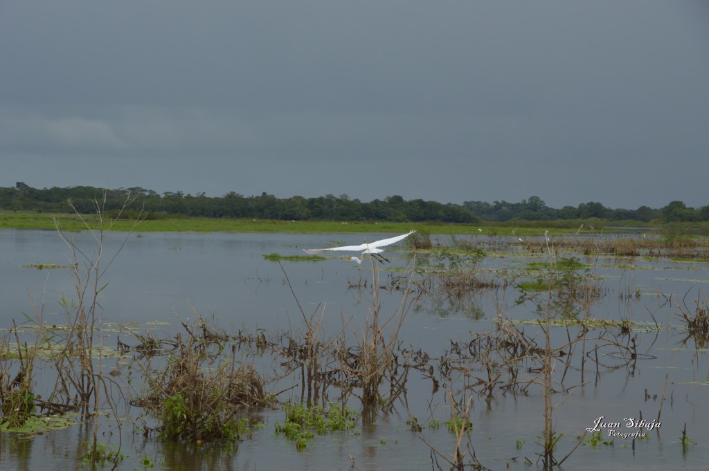 Foto: Refugio de Vida Silvestre - Caño Negro (Alajuela), Costa Rica