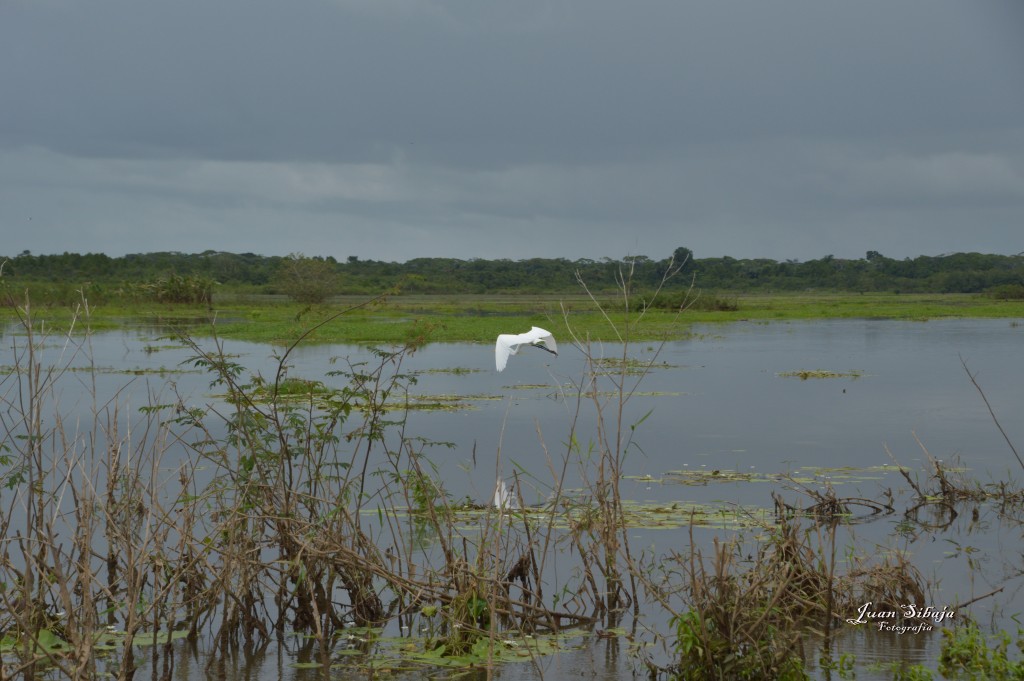 Foto: Refugio de Vida Silvestre - Caño Negro (Alajuela), Costa Rica