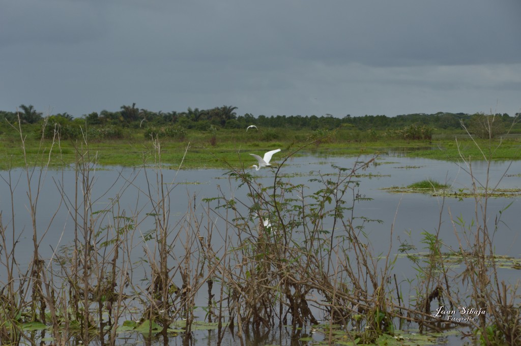 Foto: Refugio de Vida Silvestre - Caño Negro (Alajuela), Costa Rica