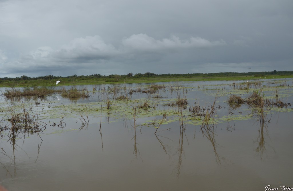 Foto: Refugio de Vida Silvestre - Caño Negro (Alajuela), Costa Rica