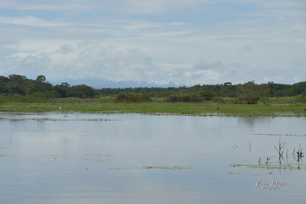 Foto: Refugio de Vida Silvestre - Caño Negro (Alajuela), Costa Rica