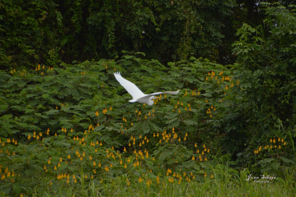 Foto: Refugio de Vida Silvestre - Caño Negro (Alajuela), Costa Rica