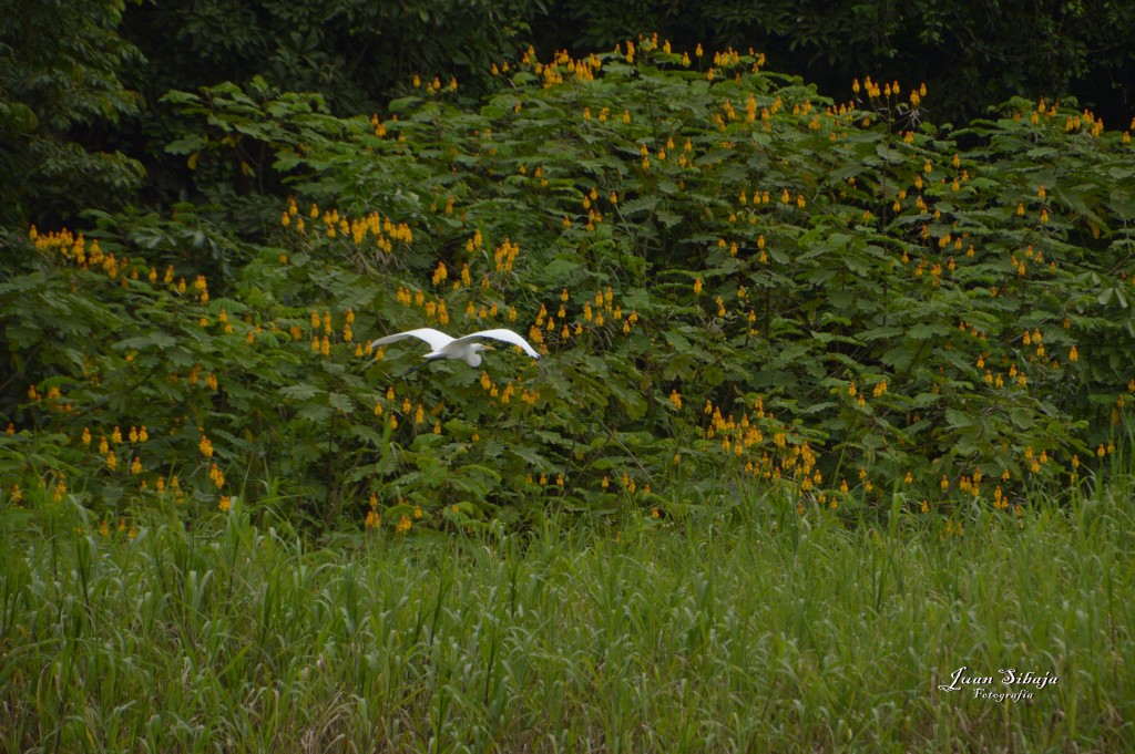 Foto: Refugio de Vida Silvestre - Caño Negro (Alajuela), Costa Rica