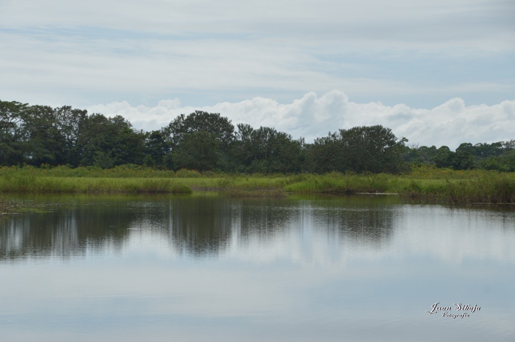 Foto: Refugio de Vida Silvestre - Caño Negro (Alajuela), Costa Rica