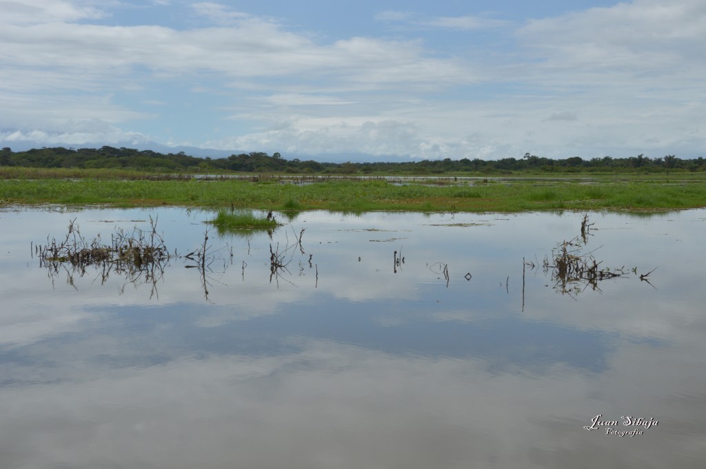 Foto: Refugio de Vida Silvestre - Caño Negro (Alajuela), Costa Rica