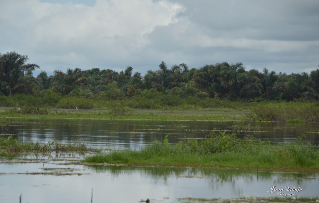 Foto: Refugio de Vida Silvestre - Caño Negro (Alajuela), Costa Rica