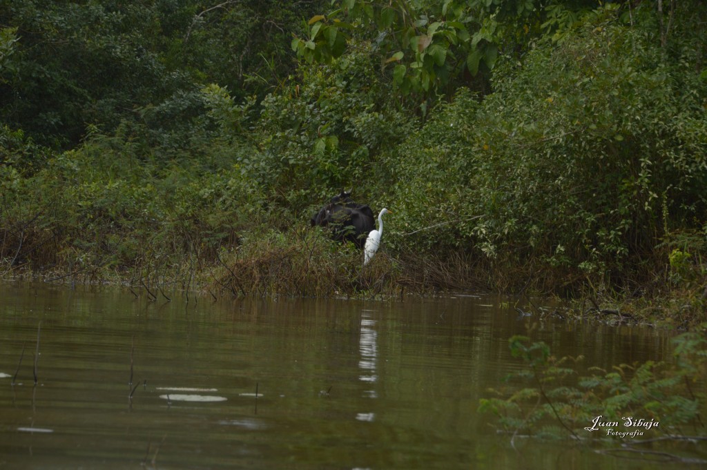 Foto: Refugio de Vida Silvestre - Caño Negro (Alajuela), Costa Rica